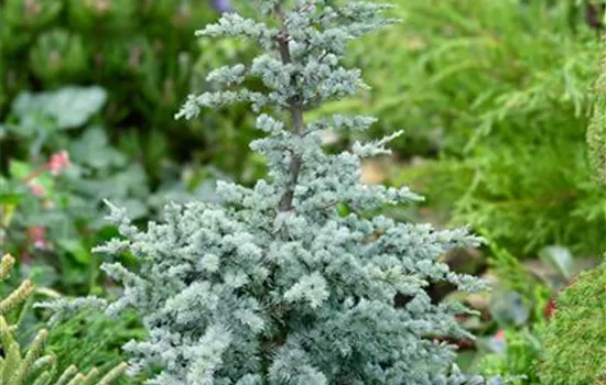 Cedrus atlantica 'Horstmann'
