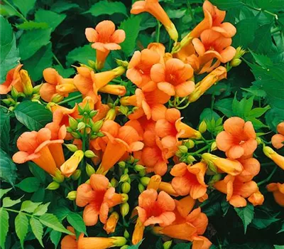 Campsis x tagliabuana 'Indian Summer'