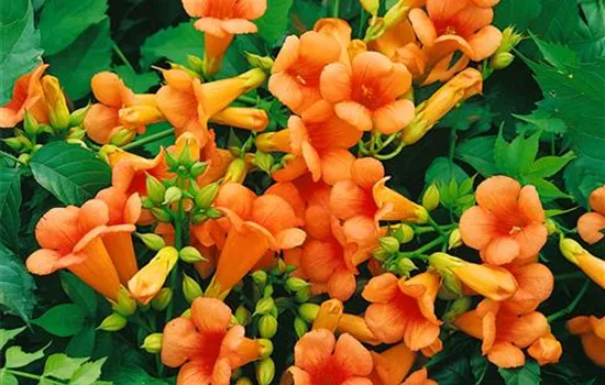 Campsis x tagliabuana 'Indian Summer'