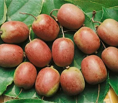 Actinidia arguta Red Jumbo