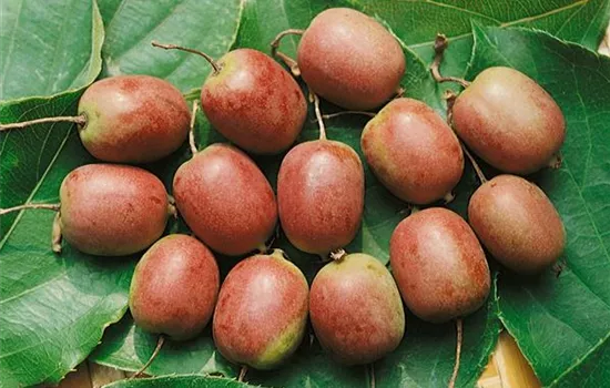 Actinidia arguta Red Jumbo