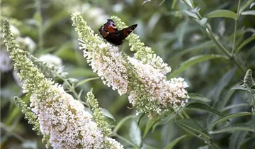 Sommerflieder 'White Profusion'