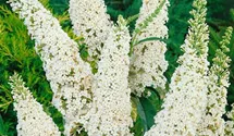 Sommerflieder 'White Profusion'