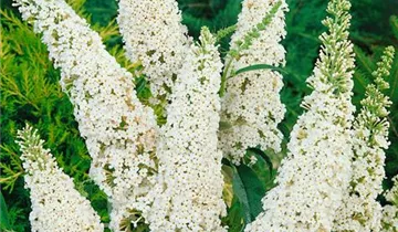 Sommerflieder 'White Profusion'