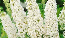 Sommerflieder 'White Profusion'