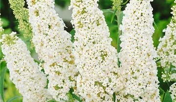 Sommerflieder 'White Profusion'