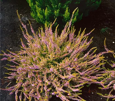 Calluna vulgaris 'Robert Chapman'