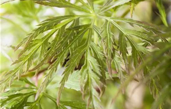 Acer palmatum Emerald Lace