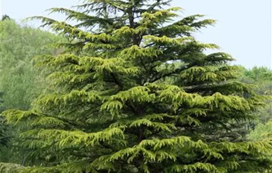 Cedrus deodara 'Aurea'