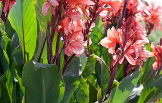 Canna indica 'Gnom'