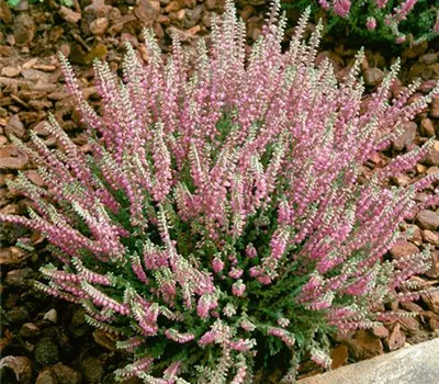 Calluna vulgaris 'Silver Knight'