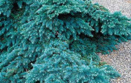 Cedrus deodara 'Devinely Blue'