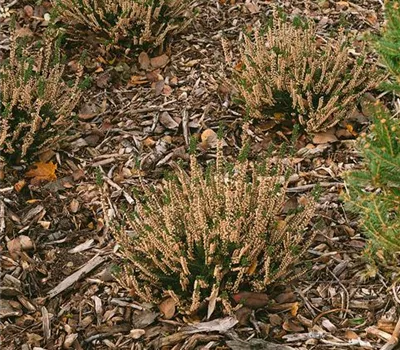 Calluna vulgaris 'Spring Torch'