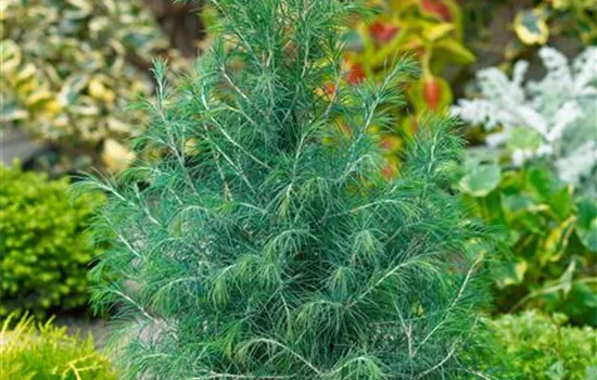 Cedrus deodara Electra