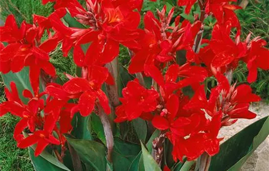 Canna indica 'Strasbourg'