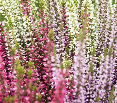 Calluna vulgaris 'Triogirls' ®