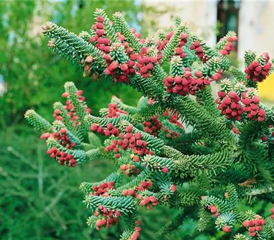 Abies pinsapo 'Aurea'