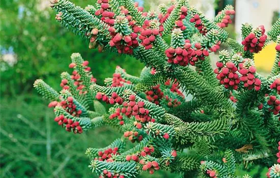 Abies pinsapo 'Aurea'