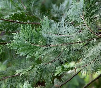 Calocedrus decurrens