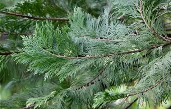 Calocedrus decurrens