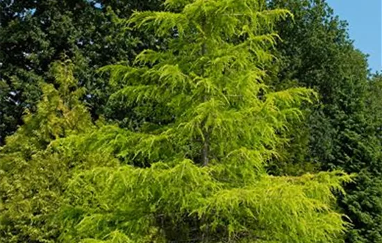 Cedrus deodara 'Gold Cone'