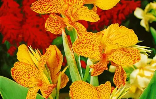 Canna indica, gesprenkelt, mehrfarbig