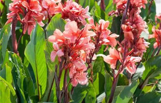 Canna indica, pink