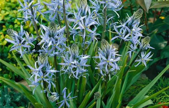 Camassia cusickii
