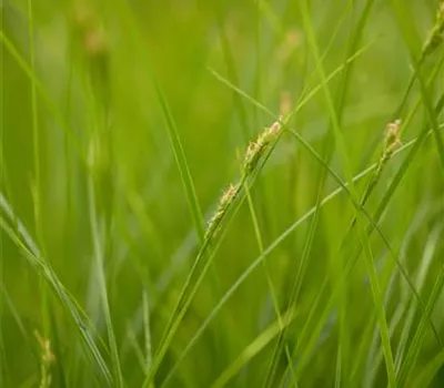 Carex brunnea Crema