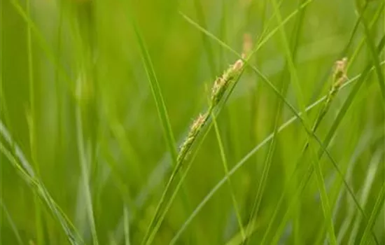 Carex brunnea Crema
