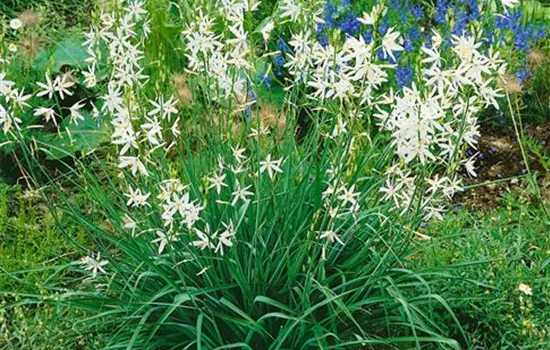 Camassia leichtlinii Alba