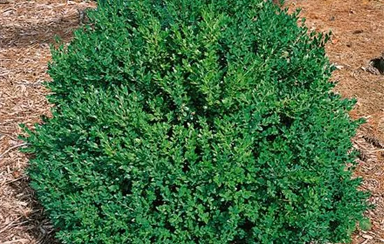 Buxus 'Green Mountain'