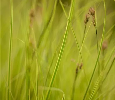 Carex brunnea 'Honeymoon'