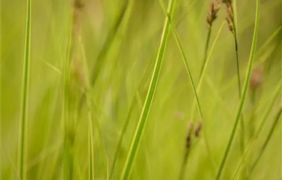 Carex brunnea 'Honeymoon'