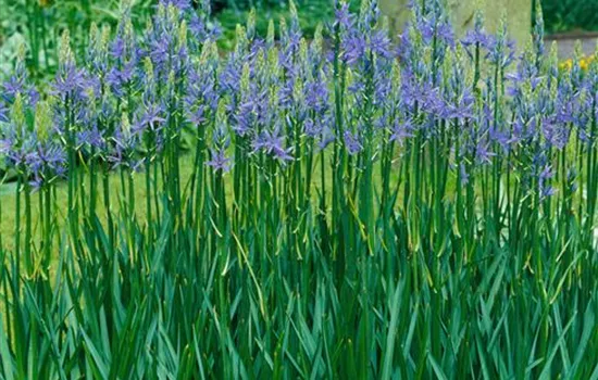 Camassia leichtlinii Caerulea