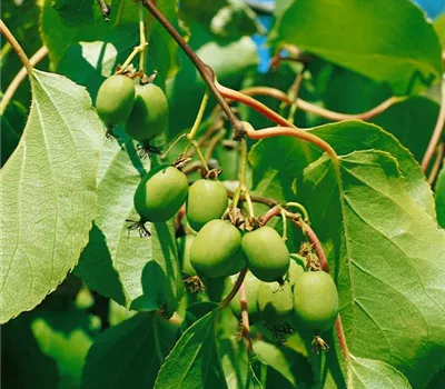 Actinidia arguta Super Jumbo