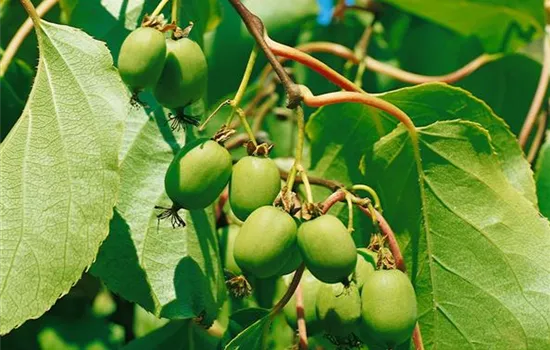 Actinidia arguta Super Jumbo
