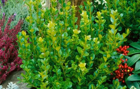 Buxus microphylla