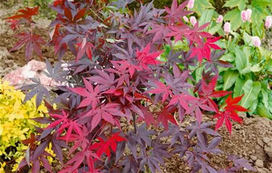 Acer palmatum 'Emperor'