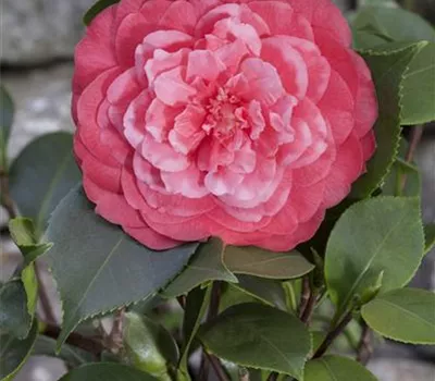 Camellia japonica April Melody