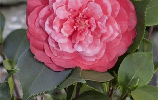 Camellia japonica April Melody