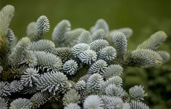 Abies pinsapo 'Glauca'