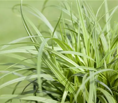Carex caryophyllea 'The Beatles'