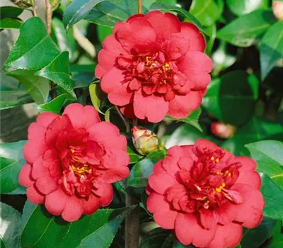 Camellia japonica April Tryst