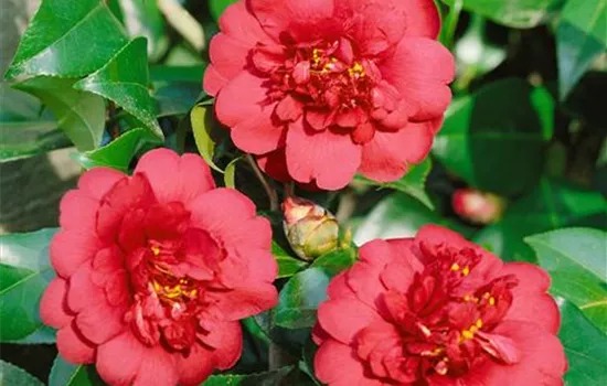 Camellia japonica April Tryst