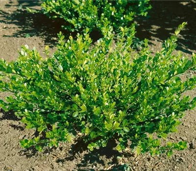 Buxus microphylla sinica 'Franklin's Gem'