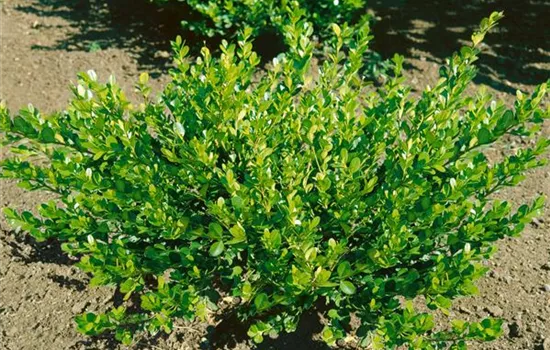 Buxus microphylla sinica 'Franklin's Gem'