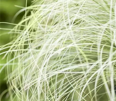 Carex comans 'Frosted Curls'