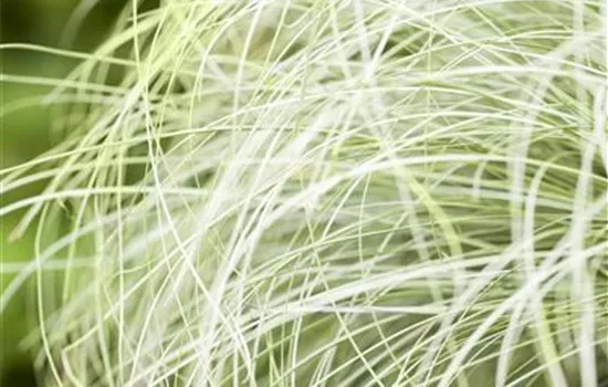 Carex comans 'Mint Curls'