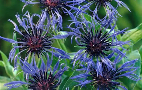 Centaurea montana, dunkelblau